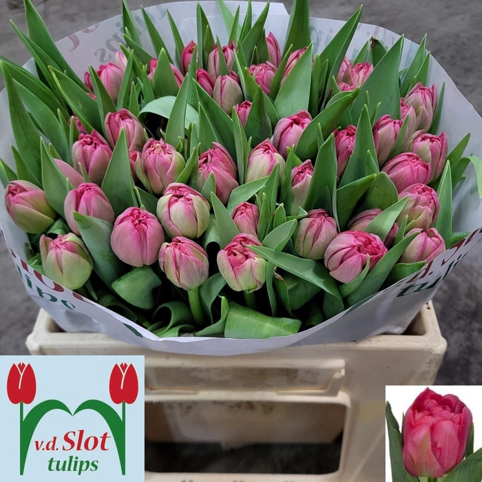 <h4>TU DU SAN REMO</h4>