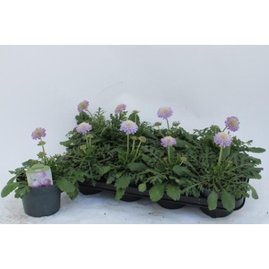 SCAB CO BUTTERFLY BL