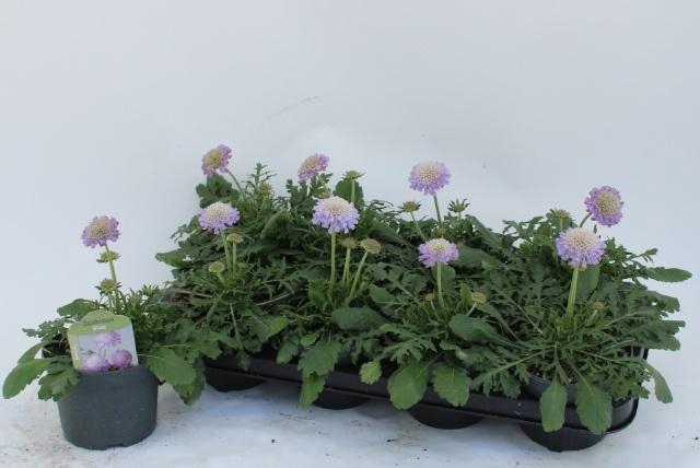 <h4>SCAB CO BUTTERFLY BL</h4>