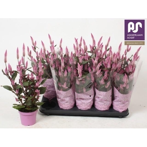 CEL MERIDA PINK