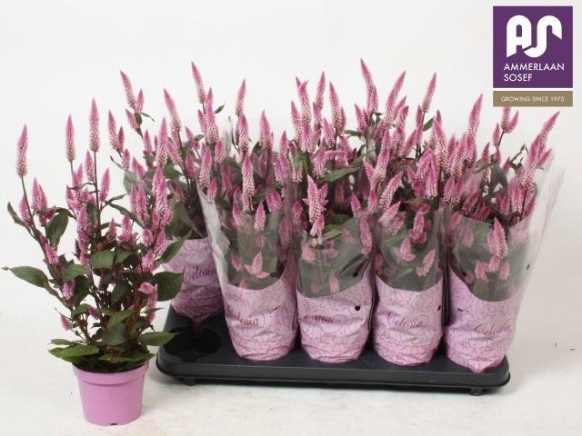 <h4>CEL MERIDA PINK</h4>