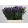Aster Casamare