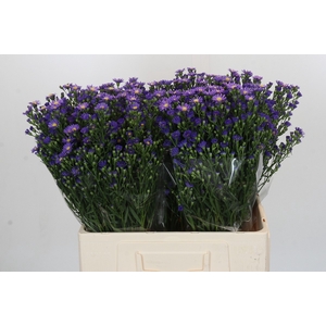 Aster Casamare