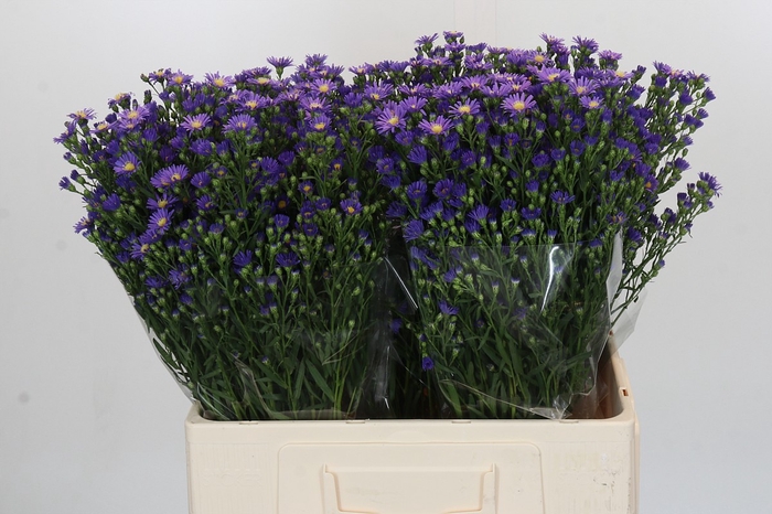 Aster Casamare