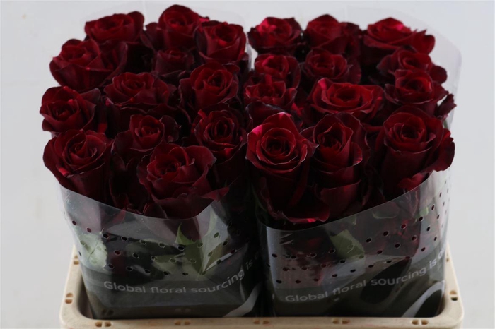 <h4>R Gr Red Panther Box</h4>