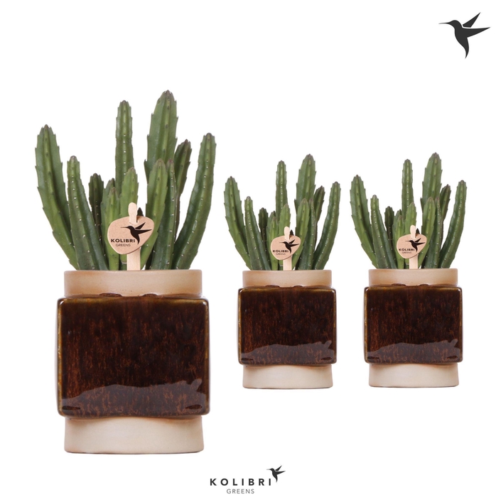 <h4>Kolibri Greens Stapelia Leendertziae in Classy Cube pot</h4>