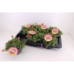 PORTULACA