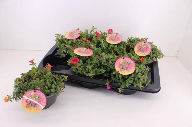 <h4>PORTULACA</h4>