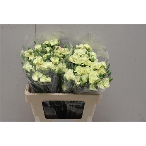 Di Tr Symply Blondfly