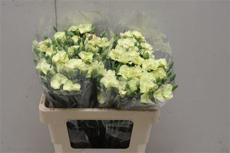 <h4>Di Tr Symply Blondfly</h4>