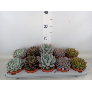Echeveria   ...mix