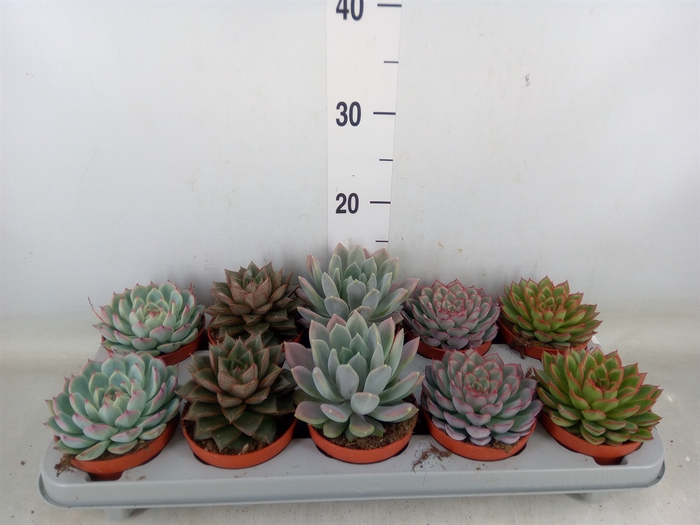<h4>Echeveria   ...mix</h4>