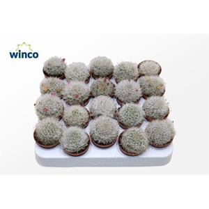 Mammillaria Bocasana