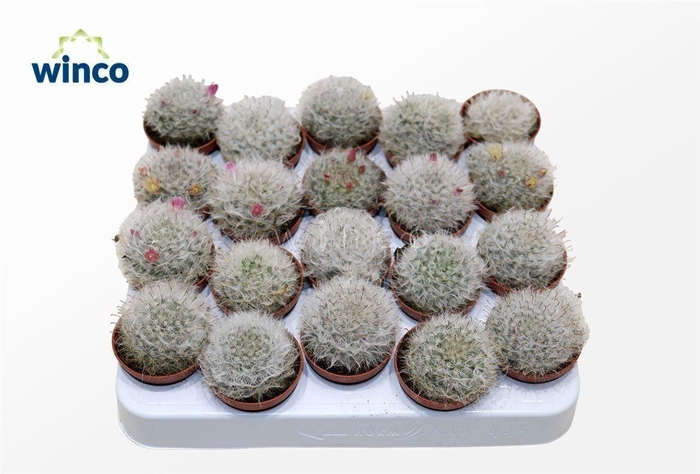 Mammillaria Bocasana