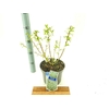 Prunus incisa