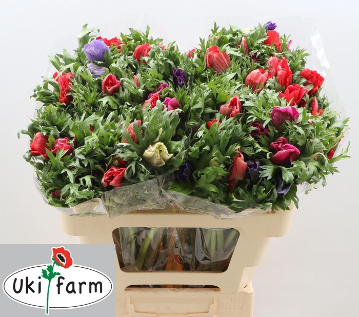 <h4>ANEM GEM BS</h4>