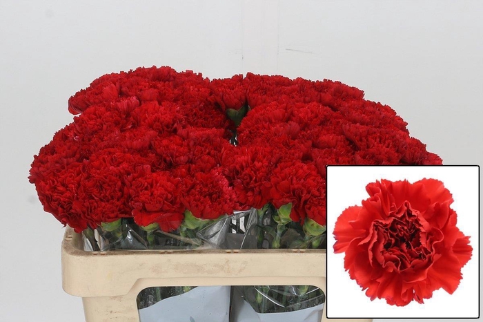 <h4>DI ST GENNARO</h4>