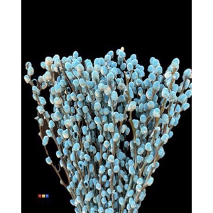 SALIX PUSSY WILLOW BLUE