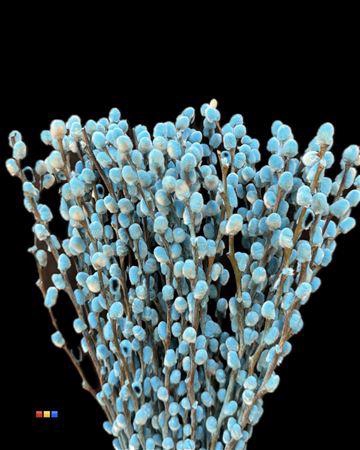 <h4>SALIX PUSSY WILLOW BLUE</h4>