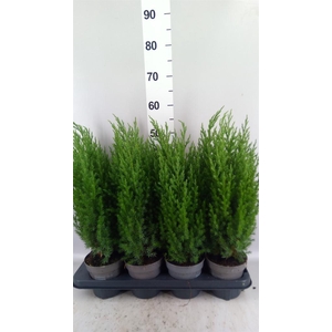 Juniperus chinensis 'Stricta'