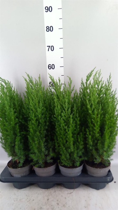 <h4>Juniperus chinensis 'Stricta'</h4>