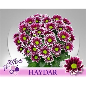 Chr T Haydar