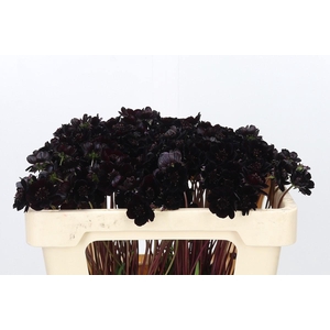 Cosmos Black Beauty