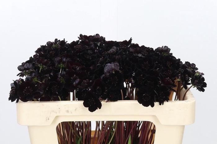 <h4>Cosmos Black Beauty</h4>