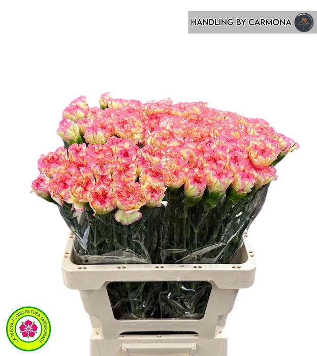 <h4>DI ST POIROT GIALLO</h4>