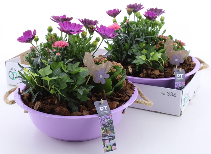 <h4>ARR TUINPLANTEN</h4>