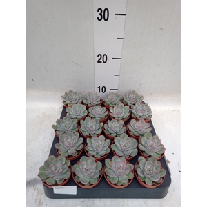 Echeveria   ...
