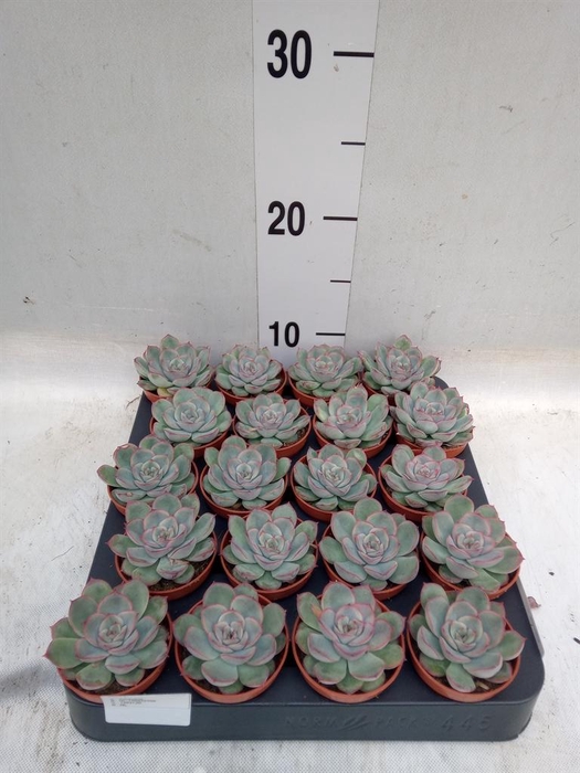 <h4>Echeveria   ...</h4>