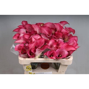 Zantedeschia captain romance