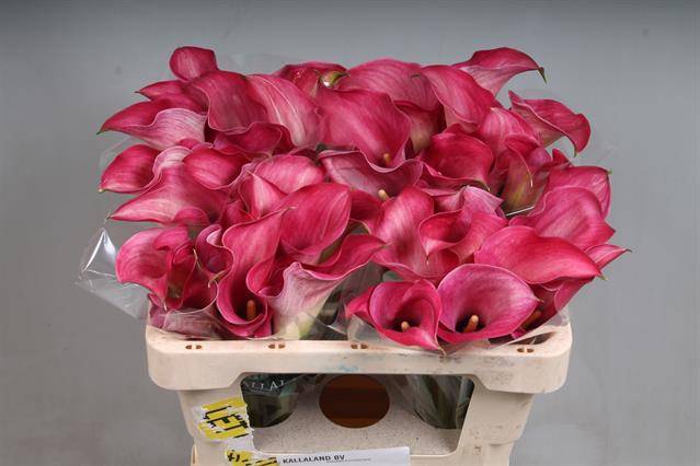 <h4>Zantedeschia captain romance</h4>