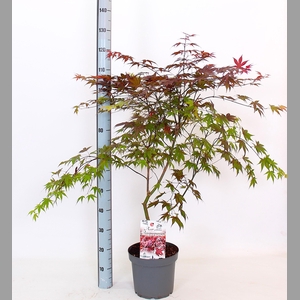 ACER PA ATROPURPUREU