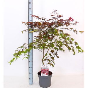 ACER PA ATROPURPUREU
