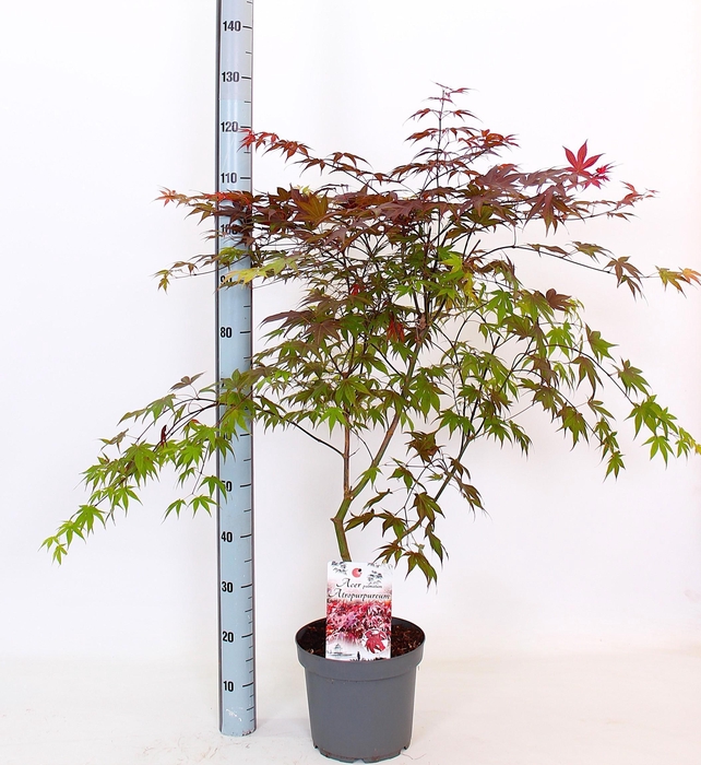 <h4>ACER PA ATROPURPUREU</h4>