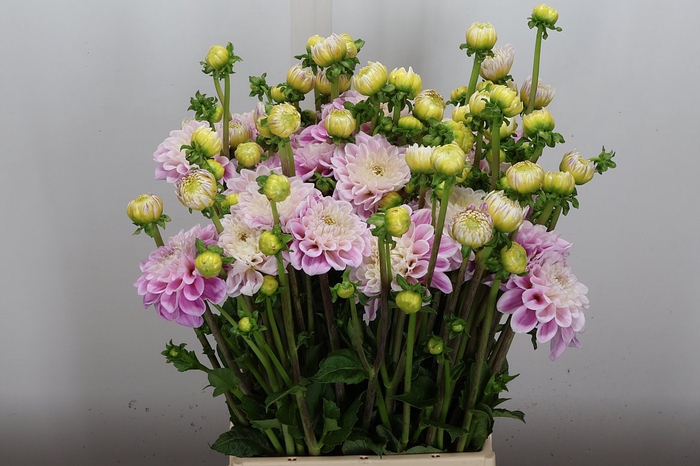 <h4>Dahl Dec Sweet Love</h4>