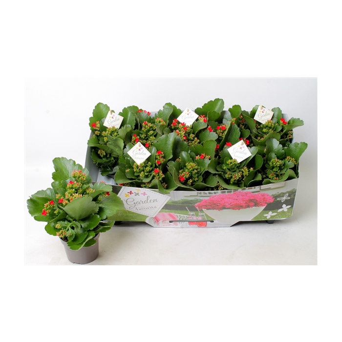 <h4>Kalanchoe garden favorita red</h4>