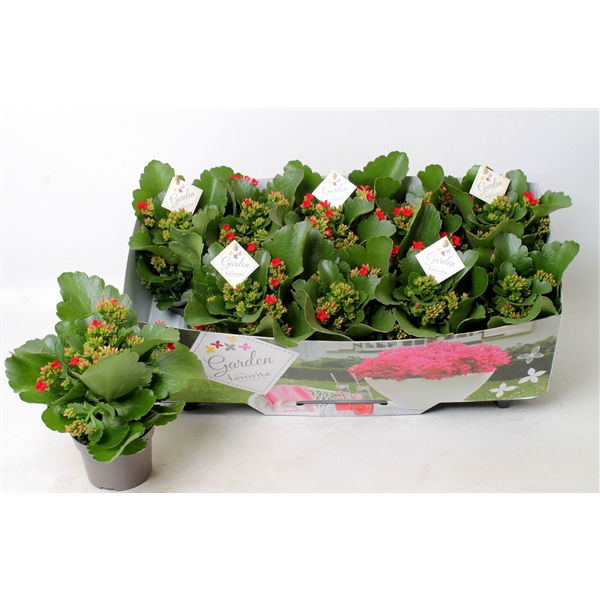 <h4>Kalanchoe garden favorita red</h4>