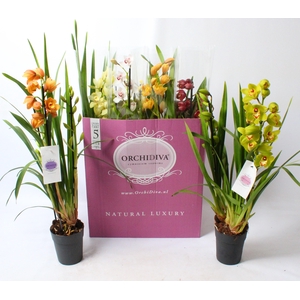 Cymbidium kleuren mix 3 tak