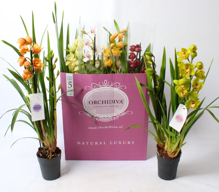 <h4>Cymbidium kleuren mix 3 tak</h4>