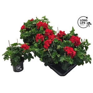 Pelargonium Peltatum 'Balkon Rouge Double