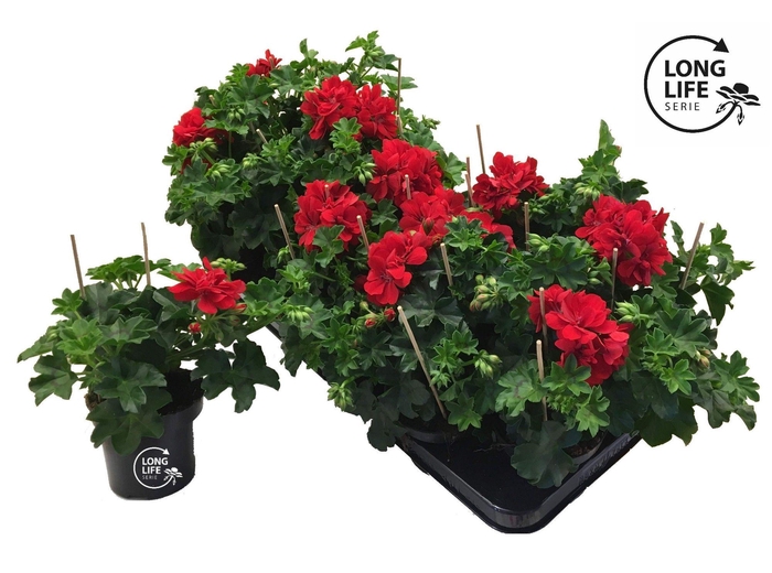 <h4>LongLife Peltatum Double Red</h4>