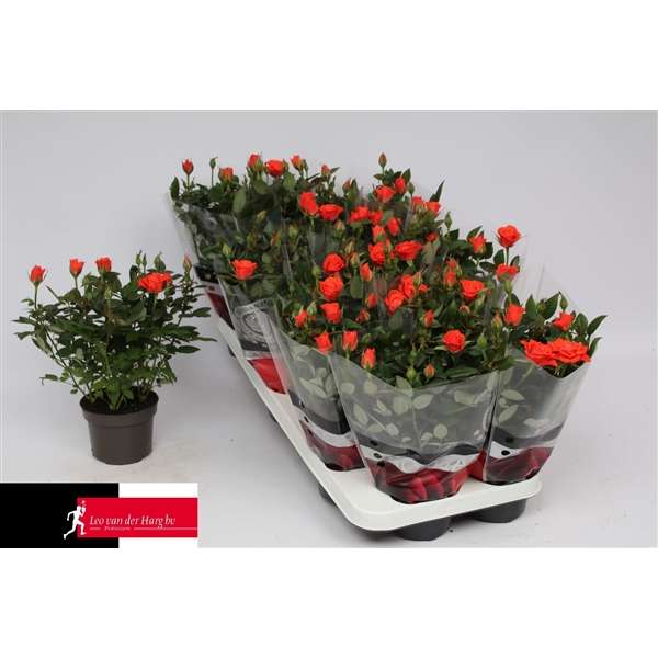 <h4>Rosa Kordana Calibra (Oranje)</h4>