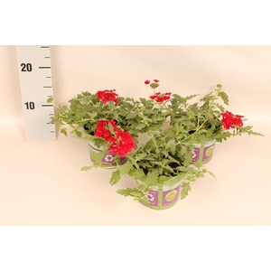 Verbena Red