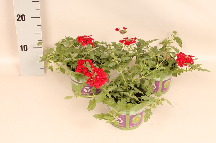 <h4>Verbena Red</h4>