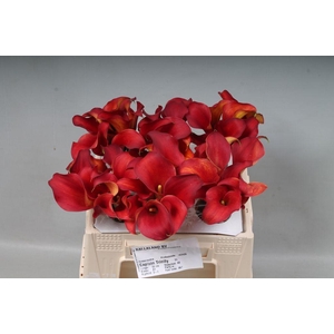 Zantedeschia captain trinity