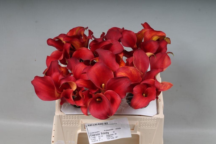 <h4>Zantedeschia captain trinity</h4>