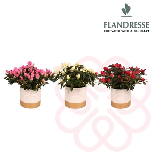 Azalea Flandresse® keramiek DeLuxe